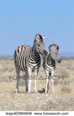 "Burchell's Zebras (Equus burchelli), adult and foal, Etosha National Park, Namibia, Africa" View Large Photo Image Stock Photograph - "Burchell's Zebras (Equus burchelli), adult and foal, Etosha National Park, Namibia, Africa". Fotosearch