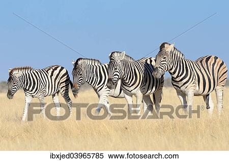 "Burchell's Zebras (Equus burchelli), adults and foal, standing in dry grass, Etosha National Park, Namibia, Africa" View Large Photo Image Stock Photography - "Burchell's Zebras (Equus burchelli), adults and foal, standing in dry grass, Etosha National Park, Namibia, Africa". Fotosearch