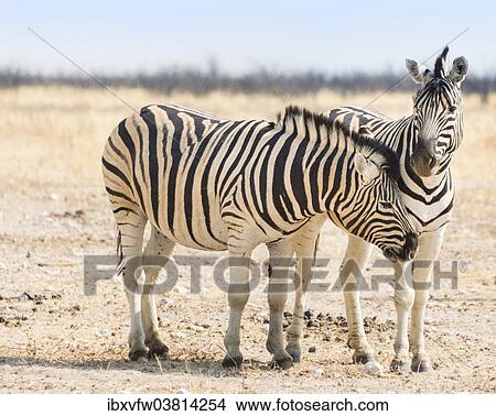 Picture - "Burchell's Zebras (Equus burchellii) in the dry steppe, Etosha National Park, Namibia, Africa". Fotosearch