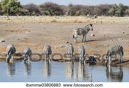 "Burchell's Zebras (Equus burchellii) drinking, Chudop water hole, Etosha National Park, Namibia, Africa" View Large Photo Image Stock Image - "Burchell's Zebras (Equus burchellii) drinking, Chudop water hole, Etosha National Park, Namibia, Africa". Fotosearch
