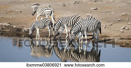 Stock Image - "Burchell's Zebras (Equus burchellii) drinking, Chudop water hole, Etosha National Park, Namibia, Africa". Fotosearch