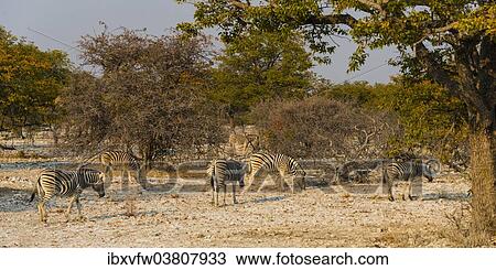 "Burchell's Zebras (Equus burchellii), herd in the bushland, Etosha National Park, Namibia, Africa" View Large Photo Image Stock Image - "Burchell's Zebras (Equus burchellii), herd in the bushland, Etosha National Park, Namibia, Africa". Fotosearch