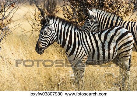 "Burchell's Zebras (Equus burchellii) in the dry grass, Etosha National Park, Namibia, Africa" View Large Photo Image Stock Image - "Burchell's Zebras (Equus burchellii) in the dry grass, Etosha National Park, Namibia, Africa". Fotosearch