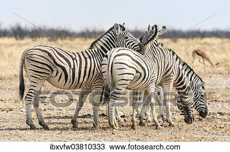 "Burchell's Zebras (Equus burchellii) in the dry steppe, Etosha National Park, Namibia, Africa" View Large Photo Image Stock Image - "Burchell's Zebras (Equus burchellii) in the dry steppe, Etosha National Park, Namibia, Africa". Fotosearch