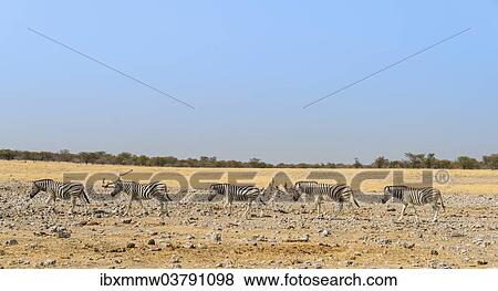 Stock Photo - "Burchell's Zebras (Equus burchellii), Etosha National Park, Namibia, Africa". Fotosearch