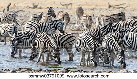 Stock Photo - "Burchell's Zebras (Equus burchellii) drinking at a waterhole, Etosha National Park, Namibia, Africa". Fotosearch
