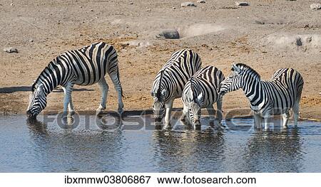 Stock Photo - "Burchell's Zebras (Equus burchellii) drinking, Chudop water hole, Etosha National Park, Namibia, Africa". Fotosearch