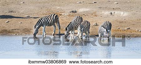 Stock Photo - "Burchell's Zebras (Equus burchellii) drinking, Chudop water hole, Etosha National Park, Namibia, Africa". Fotosearch