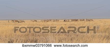 "Burchell's Zebras (Equus burchellii), Etosha National Park, Namibia, Africa" View Large Photo Image Stock Photograph - "Burchell's Zebras (Equus burchellii), Etosha National Park, Namibia, Africa". Fotosearch