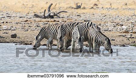 "Burchell's Zebras (Equus burchellii) drinking at a waterhole, Etosha National Park, Namibia, Africa" View Large Photo Image Stock Photograph - "Burchell's Zebras (Equus burchellii) drinking at a waterhole, Etosha National Park, Namibia, Africa". Fotosearch
