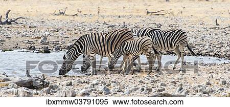 "Burchell's Zebras (Equus burchellii) drinking at a waterhole, Etosha National Park, Namibia, Africa" View Large Photo Image Stock Photography - "Burchell's Zebras (Equus burchellii) drinking at a waterhole, Etosha National Park, Namibia, Africa". Fotosearch
