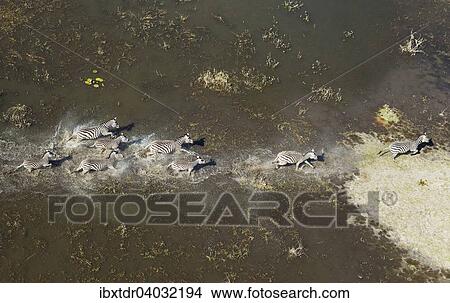 "Burchell's Zebras (Equus quagga burchelli), roaming in a freshwater marsh, aerial view, Okavango Delta, Botswana, Africa" View Large Photo Image Picture - "Burchell's Zebras (Equus quagga burchelli), roaming in a freshwater marsh, aerial view, Okavango Delta, Botswana, Africa". Fotosearch