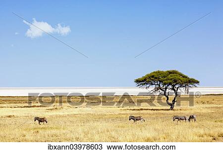 "Burchell's zebras (Equus quagga burchelli) in front of the Etosha Pan, Etosha National Park, Namibia, Africa" View Large Photo Image Stock Image - "Burchell's zebras (Equus quagga burchelli) in front of the Etosha Pan, Etosha National Park, Namibia, Africa". Fotosearch