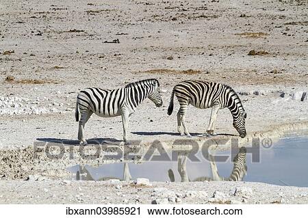 "Burchell's zebras (Equus quagga burchelli) at a waterhole, Etosha National Park, Namibia, Africa" View Large Photo Image Stock Image - "Burchell's zebras (Equus quagga burchelli) at a waterhole, Etosha National Park, Namibia, Africa". Fotosearch