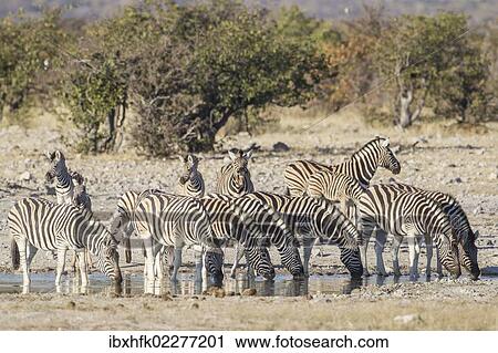 "Burchell's zebras (Equus quagga), Etosha National Park, Namibia, Africa" View Large Photo Image Stock Image - "Burchell's zebras (Equus quagga), Etosha National Park, Namibia, Africa". Fotosearch
