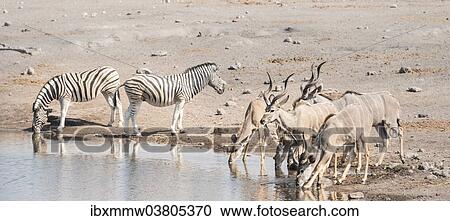 "Burchell's zebras (Equus quagga burchelli) and Greater kudus (Tragelaphus strepsiceros), Chudop waterhole, Etosha National Park, Namibia, Africa" View Large Photo Image Stock Image - "Burchell's zebras (Equus quagga burchelli) and Greater kudus (Tragelaphus strepsiceros), Chudop waterhole, Etosha National Park, Namibia, Africa". Fotosearch