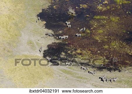 Stock Image - "Burchell's Zebras (Equus quagga burchelli), roaming in a freshwater marsh, aerial view, Okavango Delta, Botswana, Africa". Fotosearch