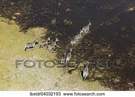 "Burchell's Zebras (Equus quagga burchelli), roaming in a freshwater marsh, aerial view, Okavango Delta, Botswana, Africa" View Large Photo Image Stock Image - "Burchell's Zebras (Equus quagga burchelli), roaming in a freshwater marsh, aerial view, Okavango Delta, Botswana, Africa". Fotosearch