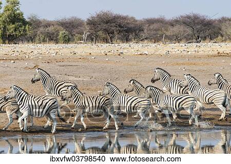 "Burchell's Zebras (Equus quagga burchellii), herd fleeing from the Chudop waterhole, Etosha National Park, Namibia, Africa" View Large Photo Image Stock Image - "Burchell's Zebras (Equus quagga burchellii), herd fleeing from the Chudop waterhole, Etosha National Park, Namibia, Africa". Fotosearch
