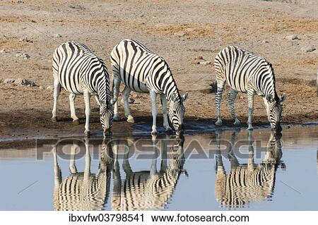 "Burchell's Zebras (Equus quagga burchellii), reflection of three zebras whilst drinking at the Chudop waterhole, Etosha National Park, Namibia, Africa" View Large Photo Image Stock Image - "Burchell's Zebras (Equus quagga burchellii), reflection of three zebras whilst drinking at the Chudop waterhole, Etosha National Park, Namibia, Africa". Fotosearch