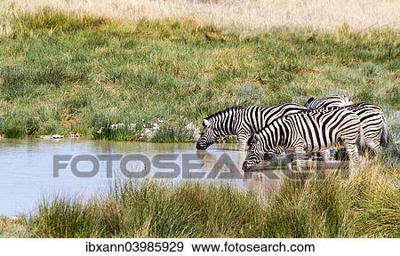 "Burchell's zebras (Equus quagga burchelli) at the waterhole, Etosha National Park, Namibia, Africa" View Large Photo Image Stock Photo - "Burchell's zebras (Equus quagga burchelli) at the waterhole, Etosha National Park, Namibia, Africa". Fotosearch