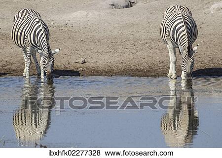 "Burchell's zebras (Equus quagga), drinking, Etosha National Park, Namibia, Africa" View Large Photo Image Stock Photo - "Burchell's zebras (Equus quagga), drinking, Etosha National Park, Namibia, Africa". Fotosearch