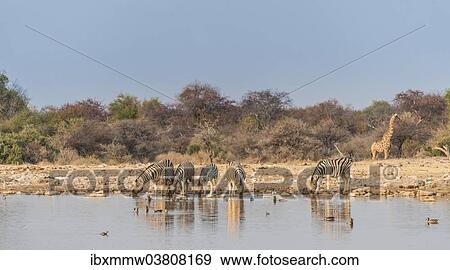 Stock Photo - "Burchell's Zebras (Equus quagga burchellii), Klein Namutoni water hole, Etosha National Park, Namibia, Africa". Fotosearch