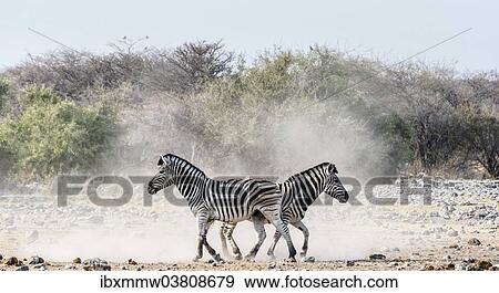 Stock Photo - "Burchell's Zebras, (Equus quagga burchellii), Etosha National Park, Namibia, Africa". Fotosearch
