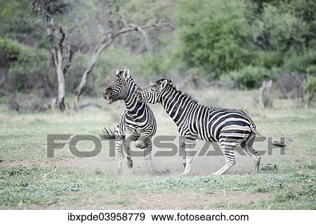 "Burchell""""s Zebras (Equus quagga burchellii), two adults fighting, South Africa, Africa" View Large Photo Image Stock Photo - "Burchell""""s Zebras (Equus quagga burchellii), two adults fighting, South Africa, Africa". Fotosearch