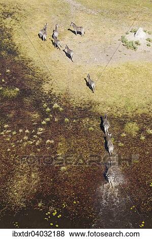 "Burchell's Zebras (Equus quagga burchelli), roaming in a freshwater marsh, aerial view, Okavango Delta, Botswana, Africa" View Large Photo Image Stock Photo - "Burchell's Zebras (Equus quagga burchelli), roaming in a freshwater marsh, aerial view, Okavango Delta, Botswana, Africa". Fotosearch