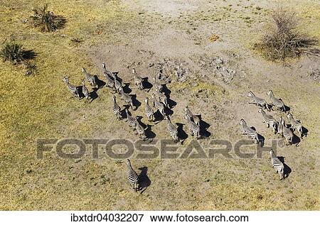 Stock Photo - "Burchell's Zebras (Equus quagga burchelli), roaming, aerial view, Okavango Delta, Botswana, Africa". Fotosearch