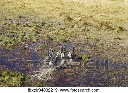 Stock Photo - "Burchell's Zebras (Equus quagga burchelli), running in a freshwater marsh area, aerial view, Okavango Delta, Botswana, Africa". Fotosearch