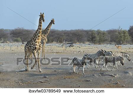 "Burchell's Zebras (Equus quagga burchellii) and Giraffes (Giraffa camelopardis), Etosha National Park, Namibia, Africa" View Large Photo Image Stock Photo - "Burchell's Zebras (Equus quagga burchellii) and Giraffes (Giraffa camelopardis), Etosha National Park, Namibia, Africa". Fotosearch