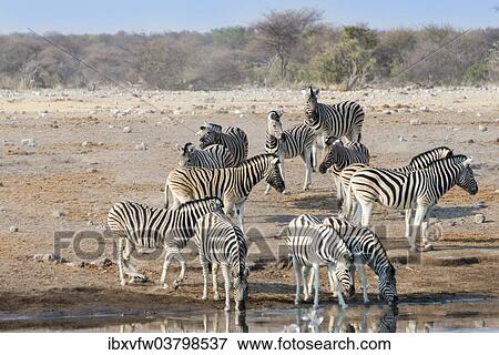 "Burchell's Zebras (Equus quagga burchellii), herd drinking at the Chudop waterhole, Etosha National Park, Namibia, Africa" View Large Photo Image Stock Photo - "Burchell's Zebras (Equus quagga burchellii), herd drinking at the Chudop waterhole, Etosha National Park, Namibia, Africa". Fotosearch