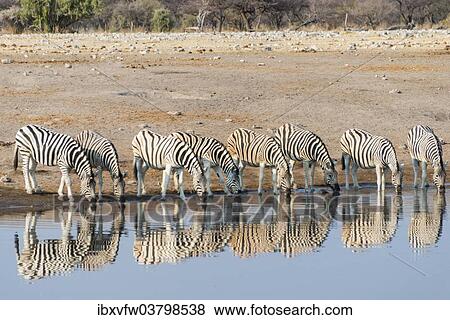 Stock Photo - "Burchell's Zebras (Equus quagga burchellii), reflection of herd whilst drinking at the Chudop waterhole, Etosha National Park, Namibia, Africa". Fotosearch