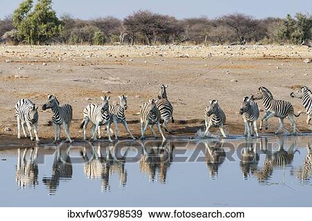 Stock Photo - "Burchell's Zebras (Equus quagga burchellii), herd panicking whilst drinking at the Chudop waterhole, Etosha National Park, Namibia, Africa". Fotosearch