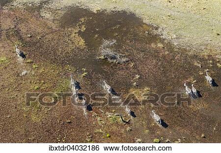 Stock Photograph - "Burchell's Zebras (Equus quagga burchelli), roaming in a freshwater marsh, aerial view, Okavango Delta, Botswana, Africa". Fotosearch