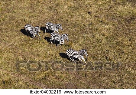 Stock Photograph - "Burchell's Zebras (Equus quagga burchelli), running, aerial view, Okavango Delta, Botswana, Africa". Fotosearch