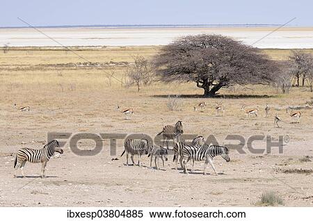 "Burchell's Zebras (Equus quagga burchelli) and Springboks (Antidorcas marsupialis) at the Salvadora waterhole, Etosha salt pan at the back, Namibia, Africa" View Large Photo Image Stock Photography - "Burchell's Zebras (Equus quagga burchelli) and Springboks (Antidorcas marsupialis) at the Salvadora waterhole, Etosha salt pan at the back, Namibia, Africa". Fotosearch