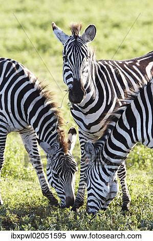 "Burchell's Zebras or Plains Zebras (Equus quagga), Ngorongoro Crater, Tanzania, Africa" View Large Photo Image Stock Photography - "Burchell's Zebras or Plains Zebras (Equus quagga), Ngorongoro Crater, Tanzania, Africa". Fotosearch