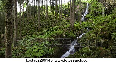 "Burgbach Waterfall near Schapbach in the Black Forest, Baden-Wuerttemberg, Germany, Europe" View Large Photo Image Stock Image - "Burgbach Waterfall near Schapbach in the Black Forest, Baden-Wuerttemberg, Germany, Europe". Fotosearch