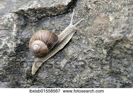 Burgundy or Roman snail (Helix pomatia) View Large Photo Image Stock Photo - Burgundy or Roman snail (Helix pomatia). Fotosearch