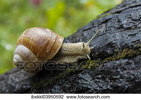 "Burgundy Snail (Helix pomatia) in the forest, Lower Allgau district, Allgau, Bavaria, Germany, Europe" View Large Photo Image Stock Image - "Burgundy Snail (Helix pomatia) in the forest, Lower Allgau district, Allgau, Bavaria, Germany, Europe". Fotosearch