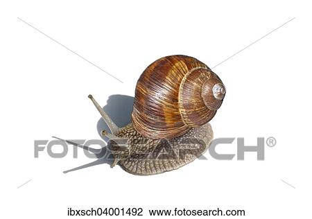 Burgundy Snail (Helix pomatia) View Large Photo Image Stock Image - Burgundy Snail (Helix pomatia). Fotosearch