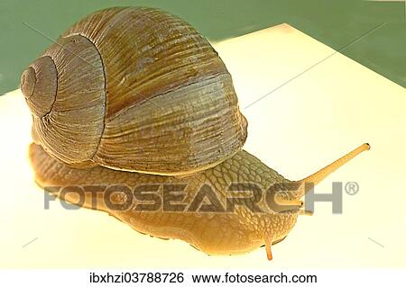 Stock Photograph - Burgundy snail (Helix pomatia). Fotosearch