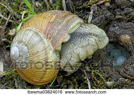 Stock Photograph - "Burgundy Snail (Helix pomatia) with deposited eggs in a burrow, Germany, Europe". Fotosearch