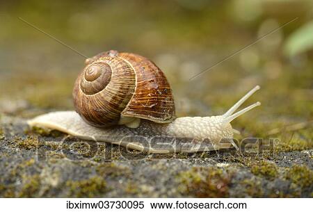 "Burgundy Snail or Edible Snail (Helix pomatia), Baden-Wurttemberg, Germany, Europe" View Large Photo Image Stock Photography - "Burgundy Snail or Edible Snail (Helix pomatia), Baden-Wurttemberg, Germany, Europe". Fotosearch