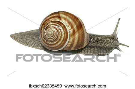 "Burgundy snail, Roman snail, edible snail or escargot (Helix pomatia)" View Large Photo Image Stock Photo - "Burgundy snail, Roman snail, edible snail or escargot (Helix pomatia)". Fotosearch