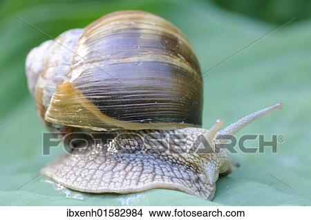 "Burgundy snail, Roman snail (Helix pomatia)" View Large Photo Image Picture - "Burgundy snail, Roman snail (Helix pomatia)". Fotosearch