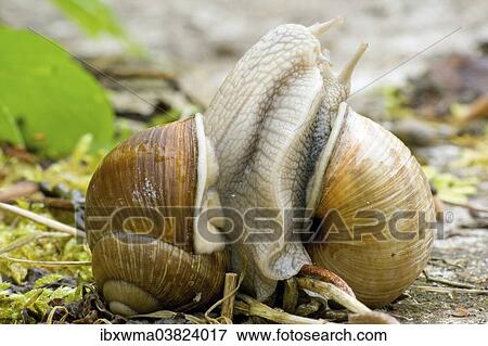 "Burgundy Snails (Helix pomatia), mating, Germany, Europe" View Large Photo Image Stock Photo - "Burgundy Snails (Helix pomatia), mating, Germany, Europe". Fotosearch